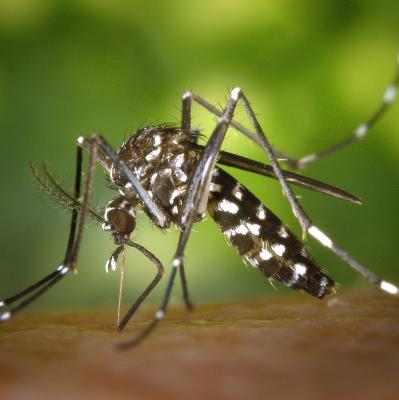 Caso di Dengue a Bomporto, al via i trattamenti foto 
