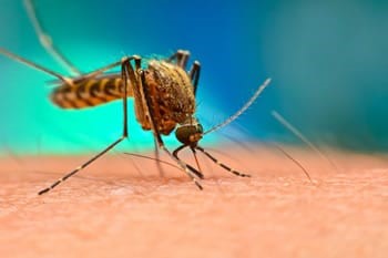 Sospetto caso di Dengue a Bomporto, al via i trattamenti